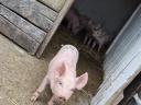 9 Wochen alte Ferkel zu verkaufen