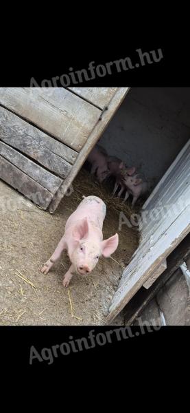 9 Wochen alte Ferkel zu verkaufen