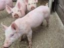 9 Wochen alte Ferkel zu verkaufen