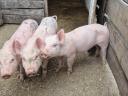9 Wochen alte Ferkel zu verkaufen