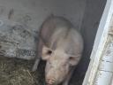 Mastschwein zu verkaufen