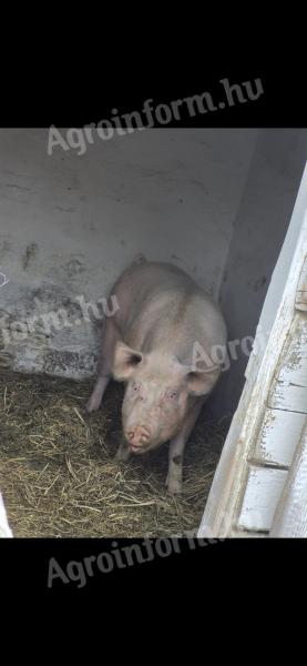 Mastschwein zu verkaufen