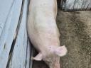Mastschwein zu verkaufen