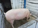 Mastschwein zu verkaufen