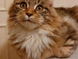 Maine coon eladó
