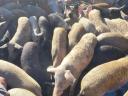 Mastschweine, Jungsauen und Sauen vor der Trächtigkeit zu verkaufen