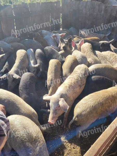 Mastschweine, Jungsauen und Sauen vor der Trächtigkeit zu verkaufen