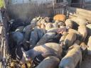 Mastschweine, Jungsauen und Sauen vor der Trächtigkeit zu verkaufen