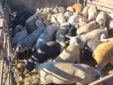 Mastschweine, Jungsauen und Sauen vor der Trächtigkeit zu verkaufen