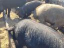 Mastschweine, Jungsauen und Sauen vor der Trächtigkeit zu verkaufen