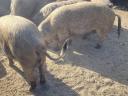 Mastschweine, Jungsauen und Sauen vor der Trächtigkeit zu verkaufen