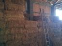 Eating straw, hay in small cubes