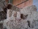 Eating straw, hay in small cubes