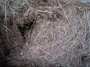 Eating straw, hay in small cubes