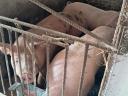 Fattened pigs for sale