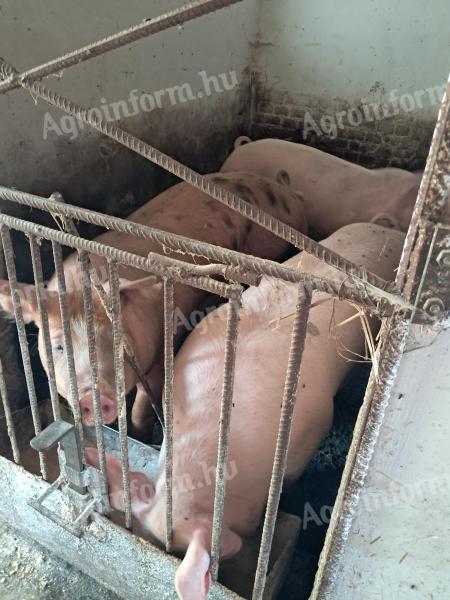 Fattened pigs for sale