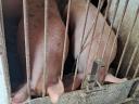 Fattened pigs for sale