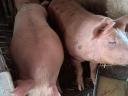 Fattened pigs for sale