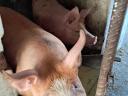 Fattened pigs for sale