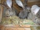 German giant blue bunny