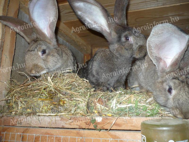 German giant blue bunny