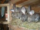 German giant blue bunny