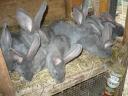 German giant blue bunny