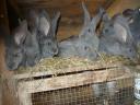 German giant blue bunny