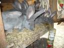 German giant blue bunny