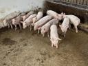8-week-old piglets
