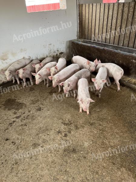 8-week-old piglets
