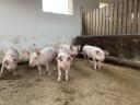 8-week-old piglets