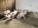 8-week-old piglets