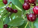 PICK YOUR OWN CHERRIES