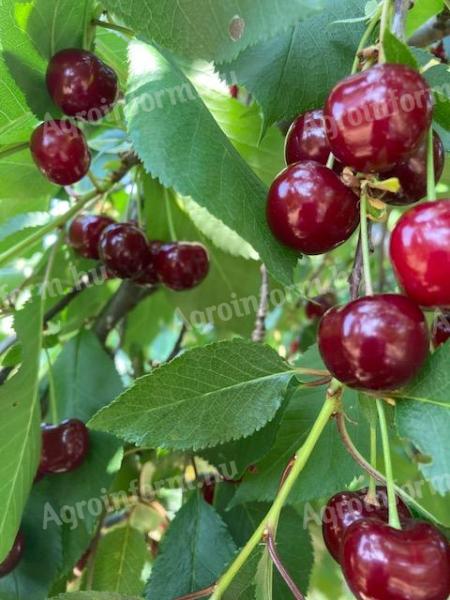 PICK YOUR OWN CHERRIES