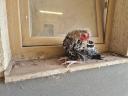 Dwarf chickens for sale