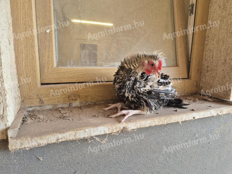 Dwarf chickens for sale