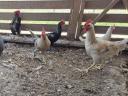 Dwarf chickens for sale