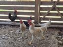 Dwarf chickens for sale