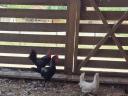 Dwarf chickens for sale