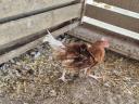 Dwarf chickens for sale