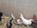 Dwarf chickens for sale