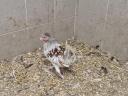 Dwarf chickens for sale