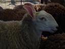 A special and rare Border-Leicester ram is looking for a new pasture for sheep and ewes