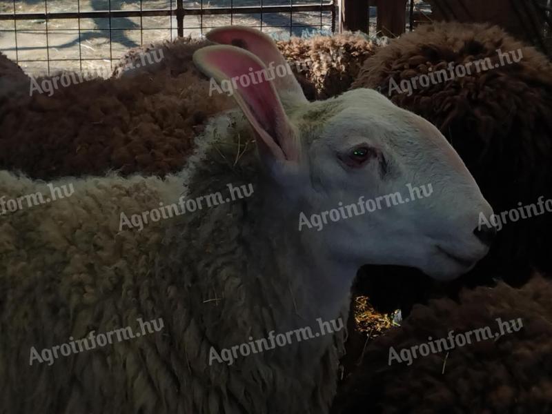 A special and rare Border-Leicester ram is looking for a new pasture for sheep and ewes