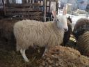 A special and rare Border-Leicester ram is looking for a new pasture for sheep and ewes