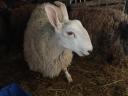 A special and rare Border-Leicester ram is looking for a new pasture for sheep and ewes