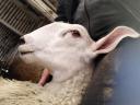 A special and rare Border-Leicester ram is looking for a new pasture for sheep and ewes