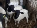 Election of small rams to graze elsewhere