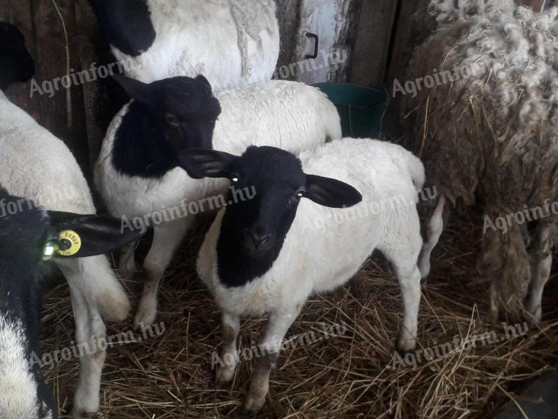 Election of small rams to graze elsewhere